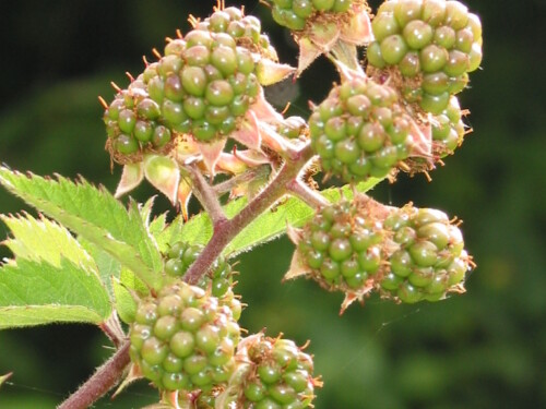 Developing fruits.