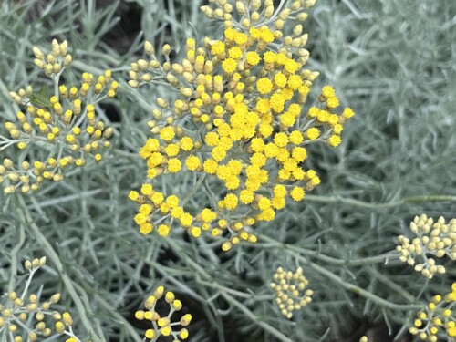 Asteraceae helichrysum ILU