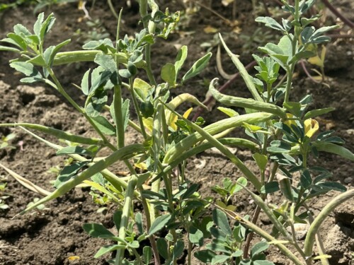 Fabaceae senovka ILU