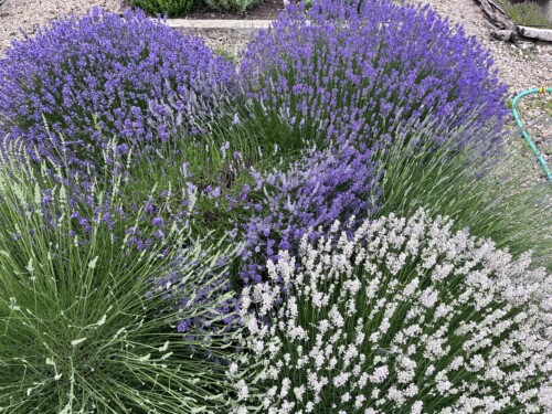 Lamiaceae levandula ILU