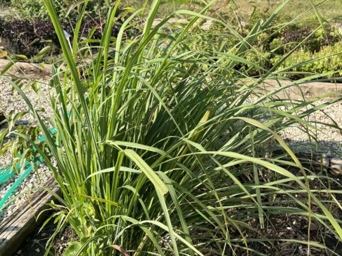 Poaceae cymbopogon ILU