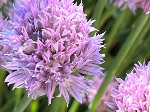 Amarylidaceae cibulovite pazitka ILU