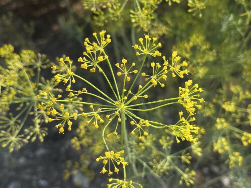 Apiaceae ILU 02