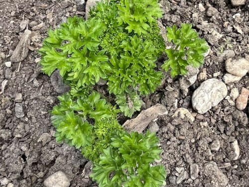 20 6 petrzlen kuceravy Marunka