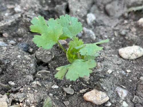 Young coriander plant