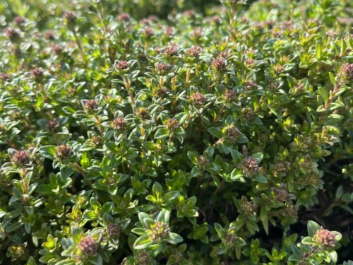Thymus na zaciatku kvitnutia