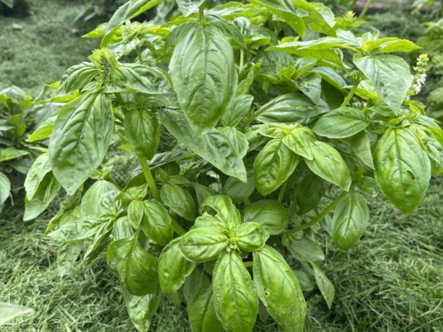 Bazalka pravá odroda Dark Green