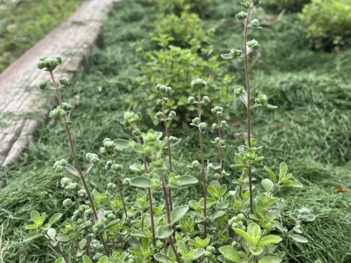 Cultivar 'Marcelka' – Grass Clipping Mulching in Gardens.