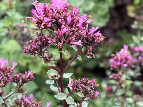 Kvitnuci pamajoran na titulku