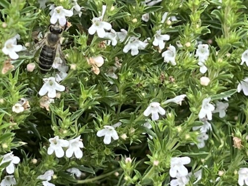 Saturejka na titulku