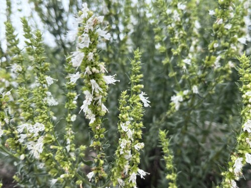 Hyssop (Hyssopus officinalis).