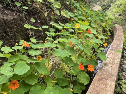 Nasturtium in its natural habitat (Madeira, May 2024).