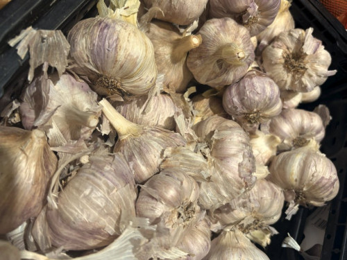 Garlic (Allium sativum)
