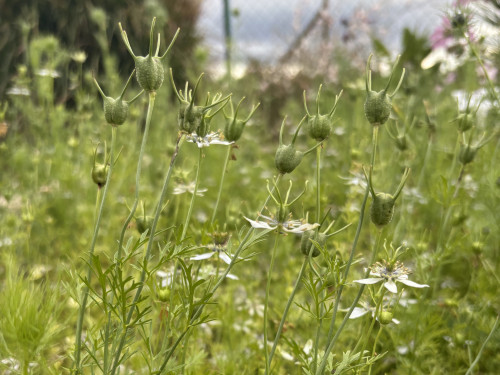 Black cumin plants