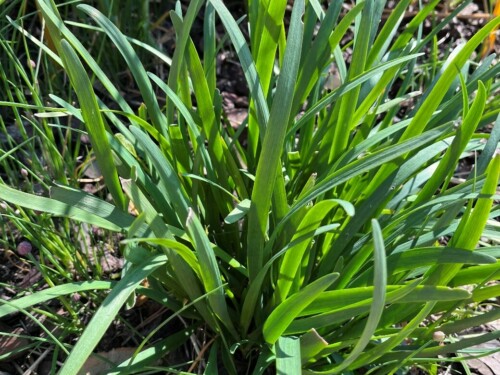 Allium tuberosum tvori huste trsy / Allium tuberosum forms dense clumps