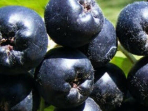 Aronia ILU