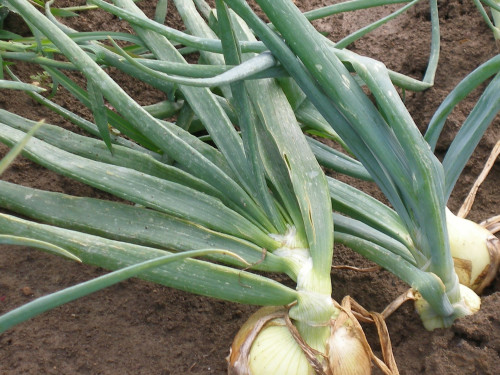 The lodging phase of the onion bulb.