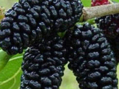 Ripen fruits of blac mulberry.
