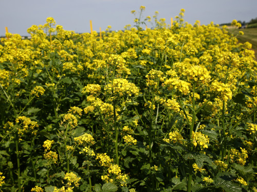 Porast horcice bielej TITULKA