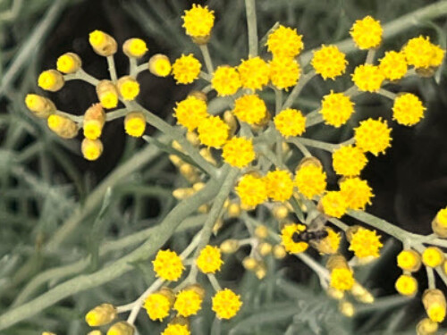 Blooming curry plant