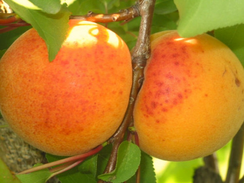 Veľkopavlovická ILU