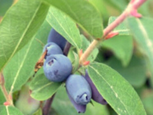 Rippen fruits, Borealis variety.