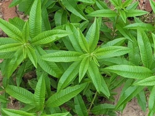 Lemon verbena - young plants