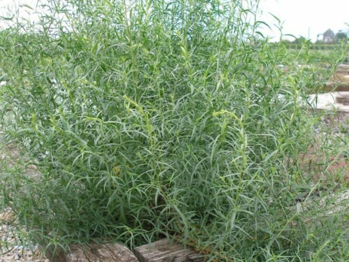 Artemisia dracunculus ILU