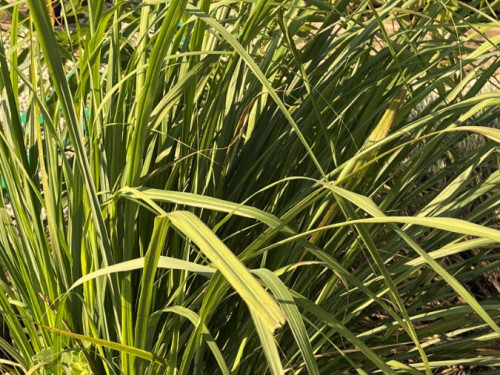 Lemongrass (Cymbopogon citratus).